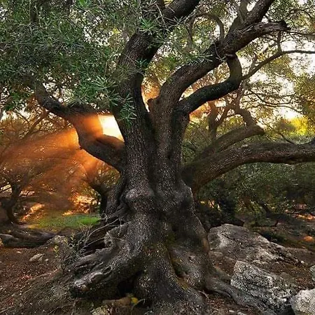 Cozy Eco Nyaraló *